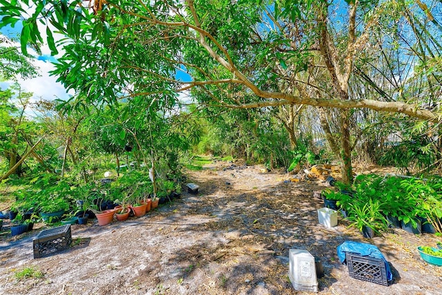 7923 18th Ave E, Palmetto, FL 34221 - view of yard