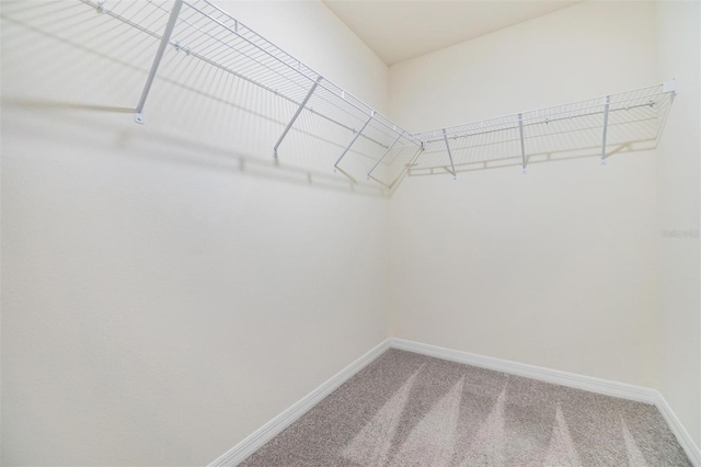 walk in closet with carpet flooring