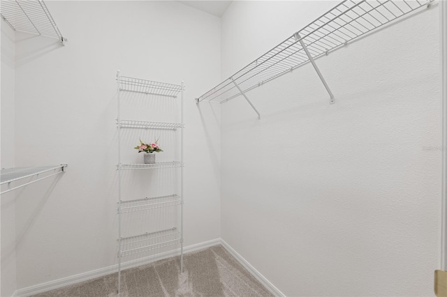 walk in closet featuring carpet floors