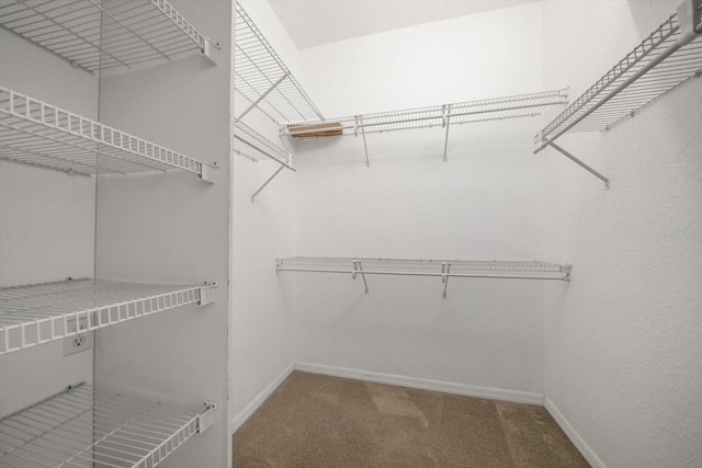 spacious closet featuring carpet