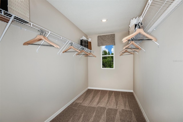 walk in closet featuring carpet floors