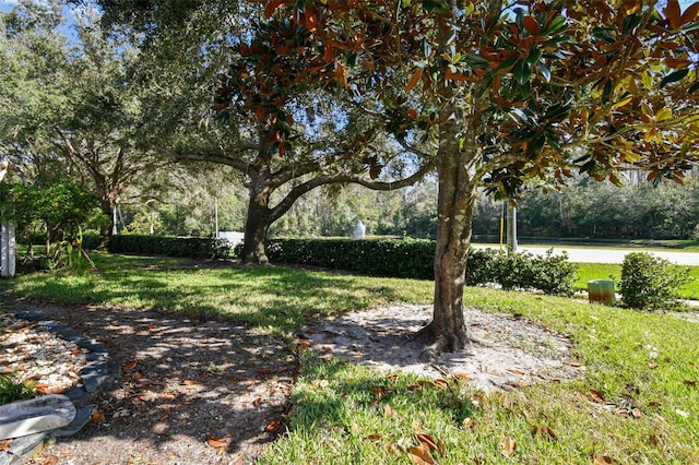 1687 Starling Dr, Tarpon Springs, FL 34689 - view of green lawn