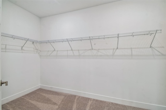 spacious closet featuring carpet floors