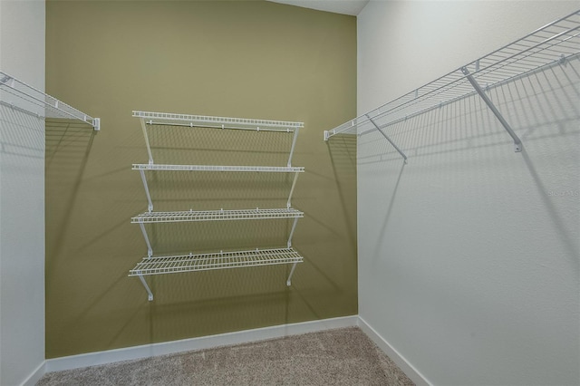 spacious closet featuring carpet flooring