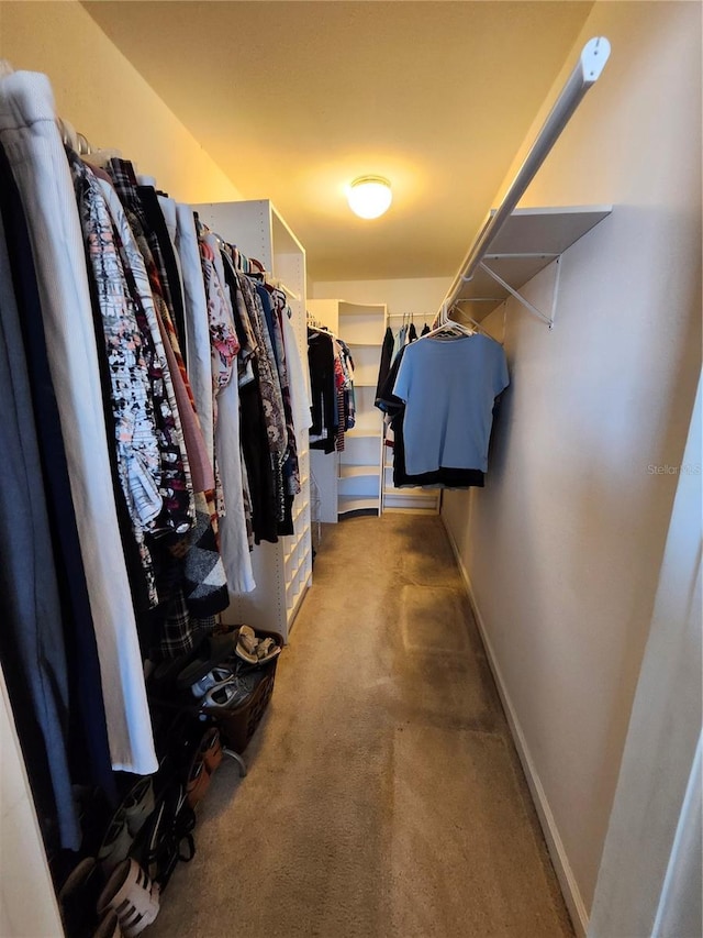 spacious closet featuring carpet flooring