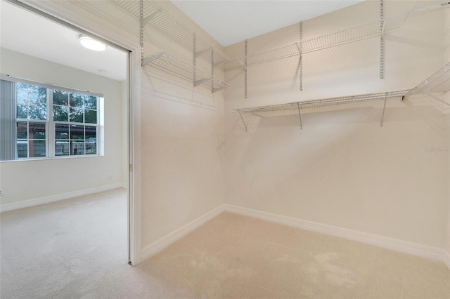 spacious closet featuring carpet