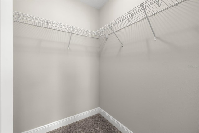 walk in closet with carpet flooring