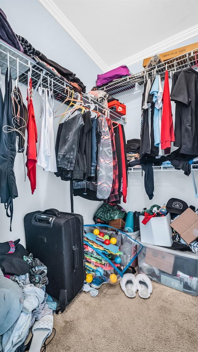 walk in closet with carpet floors