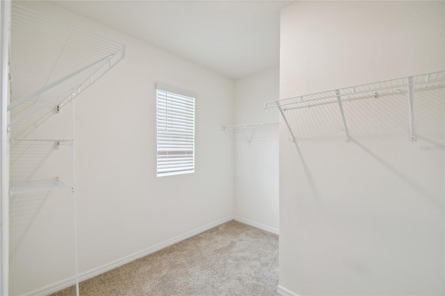 spacious closet featuring carpet floors