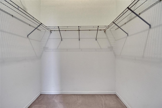 spacious closet featuring carpet flooring