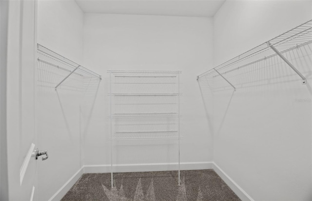 walk in closet with carpet floors