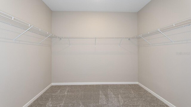 spacious closet featuring carpet flooring