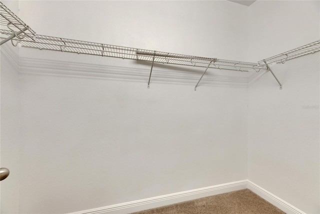 spacious closet with carpet flooring