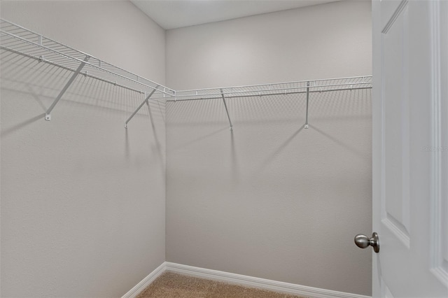 spacious closet featuring carpet