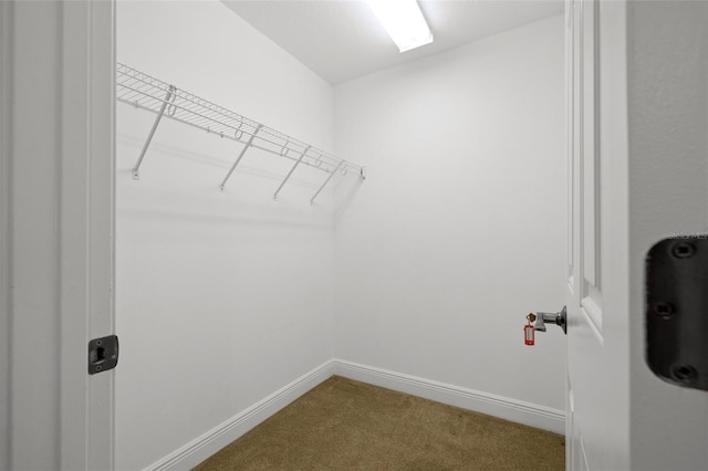 spacious closet featuring carpet floors