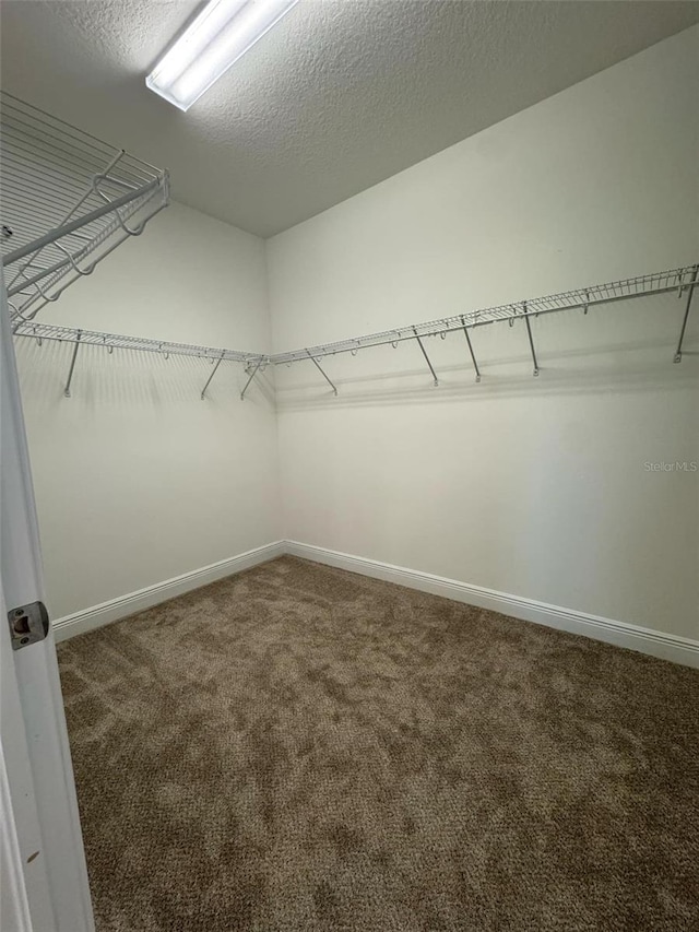 walk in closet with carpet floors