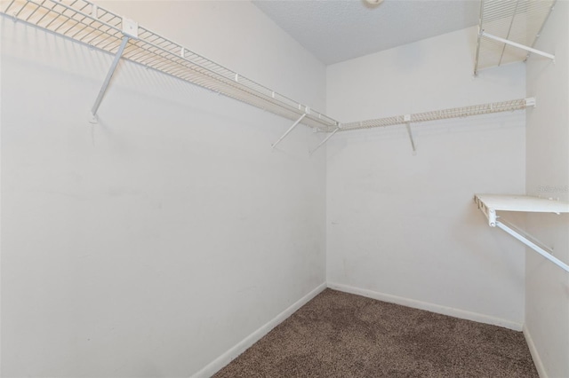 spacious closet featuring carpet floors