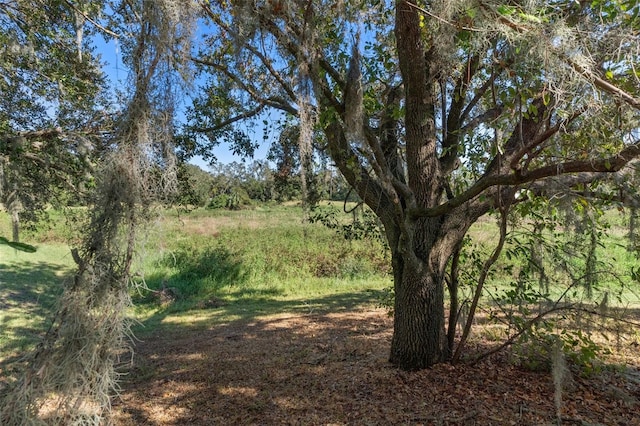 view of local wilderness