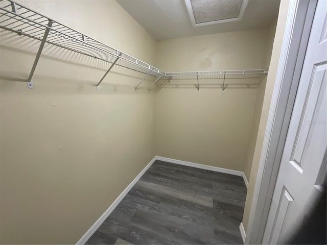 spacious closet featuring dark hardwood / wood-style flooring