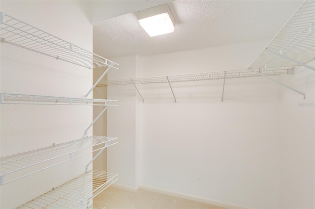 walk in closet featuring carpet floors