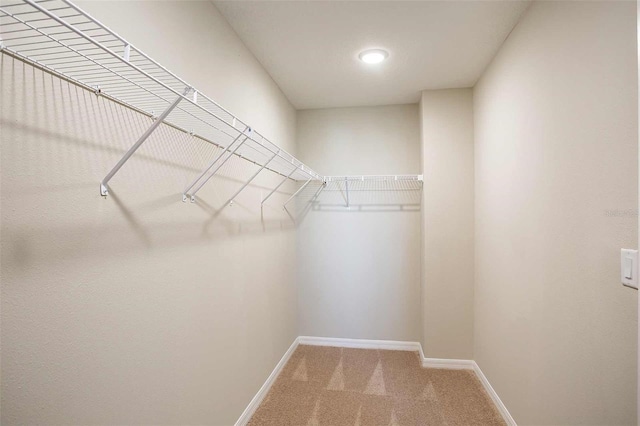 walk in closet with carpet floors