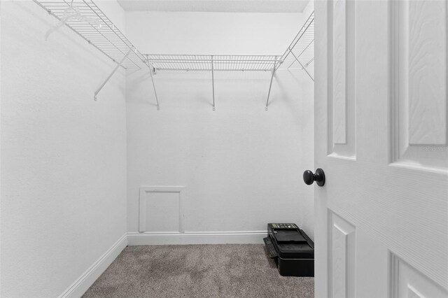 spacious closet featuring carpet