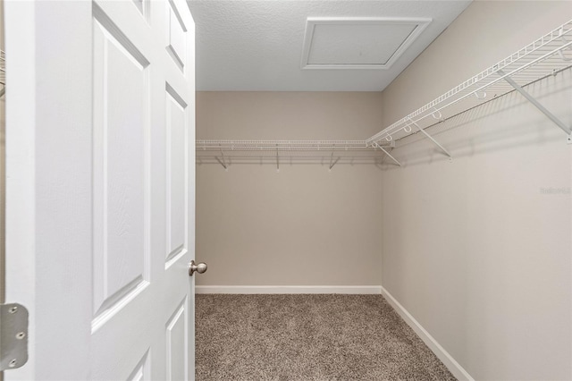 spacious closet with carpet flooring