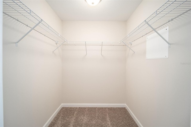 spacious closet featuring carpet flooring