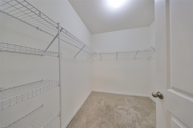 spacious closet featuring carpet flooring