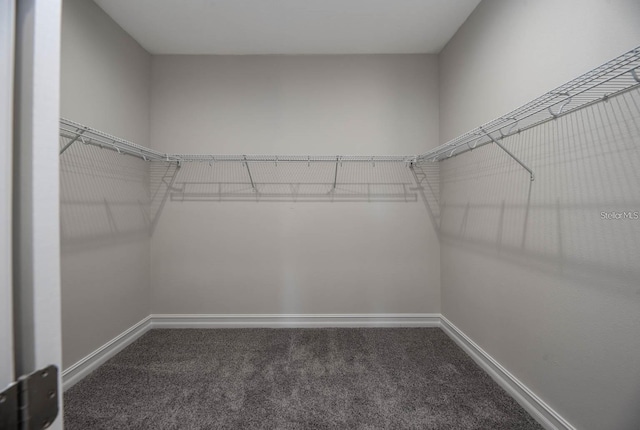 walk in closet with carpet flooring