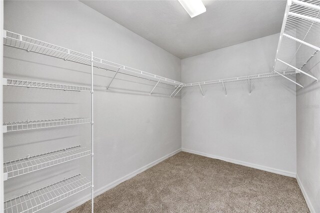 walk in closet featuring carpet