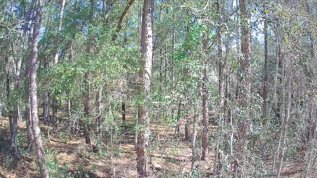 8587 N Stern Way, Citrus Springs, FL 34434 - photo 1