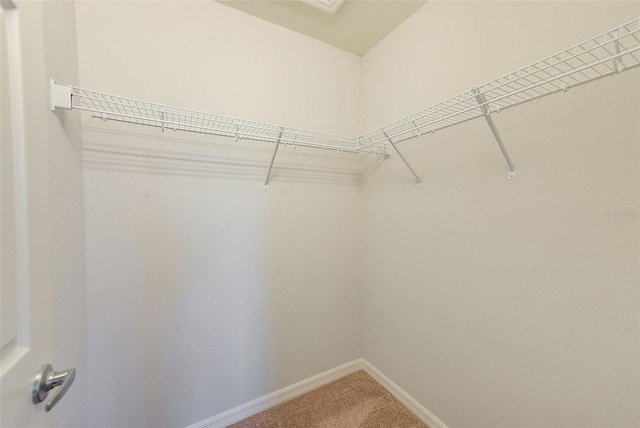 spacious closet featuring carpet