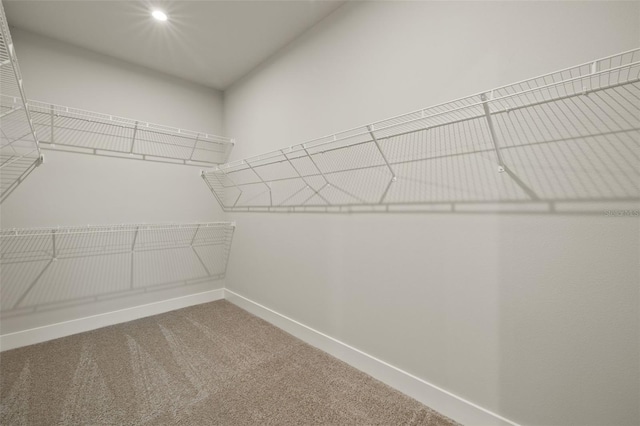 spacious closet featuring carpet floors