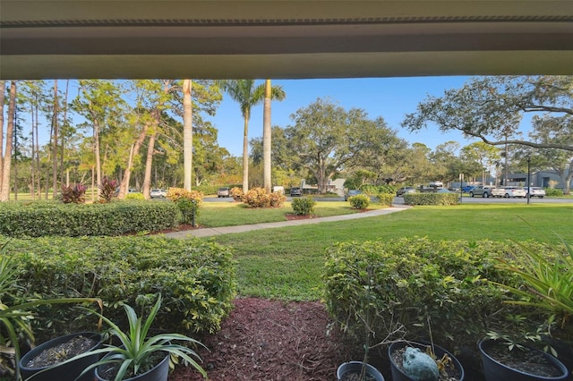 36750 US Highway 19 N Unit 01104, Palm Harbor, FL 34684 - view of green lawn