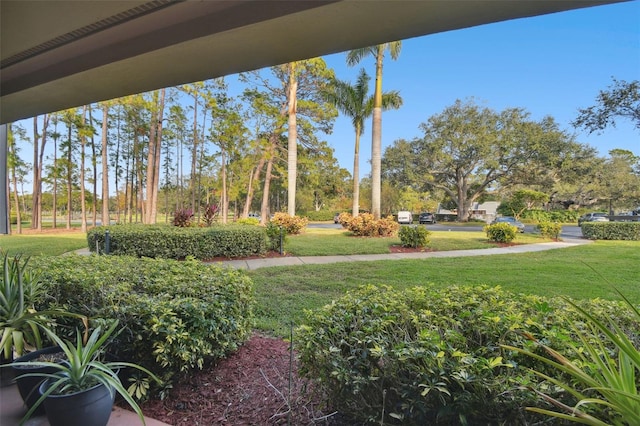 36750 US Highway 19 N Unit 01104, Palm Harbor, FL 34684 - view of grassy yard