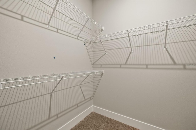 spacious closet featuring carpet floors