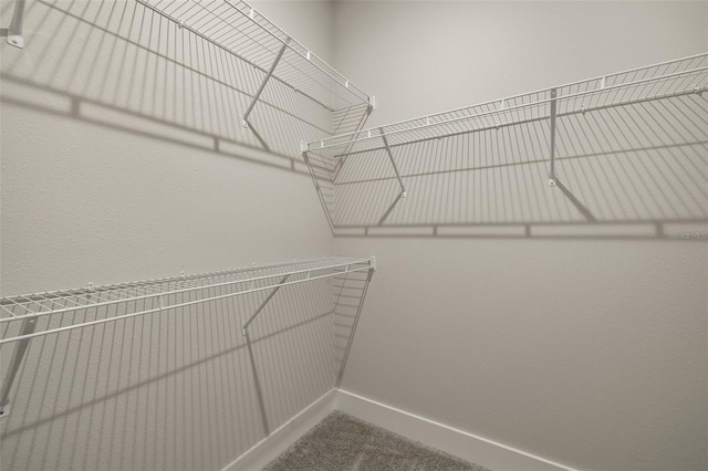 walk in closet featuring carpet flooring