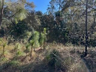 7991 N Tiny Lily Dr, Citrus Springs, FL 34434 - photo 3