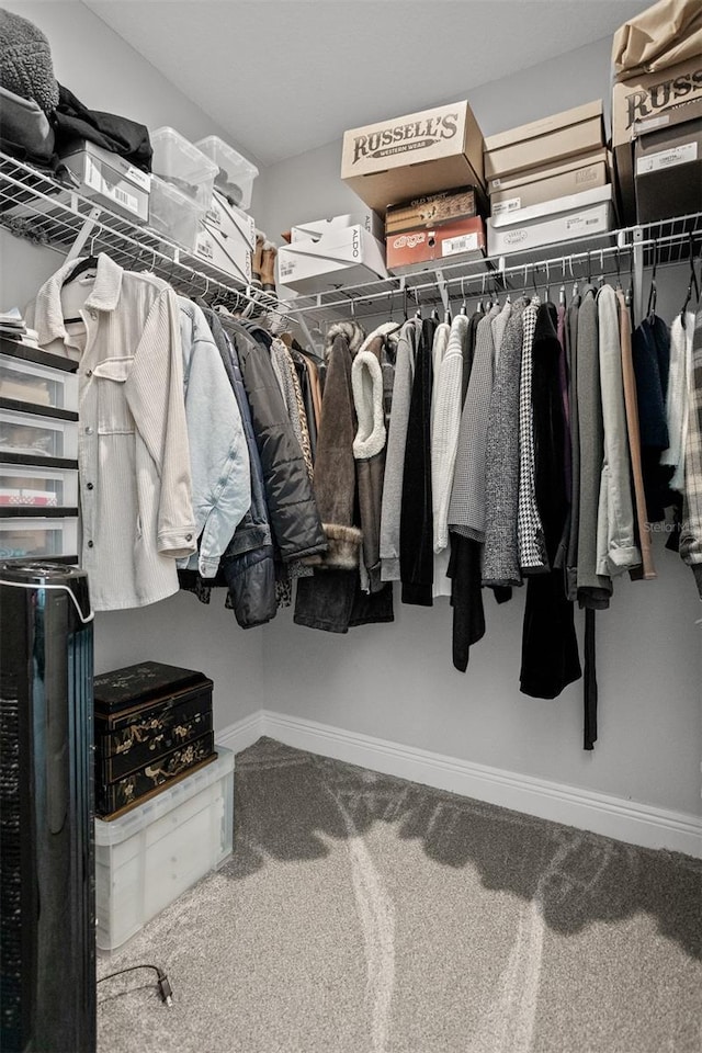 spacious closet featuring carpet flooring