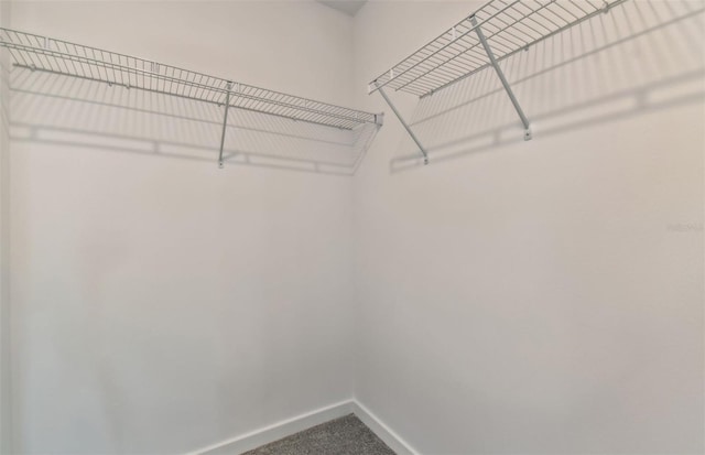 walk in closet with carpet flooring