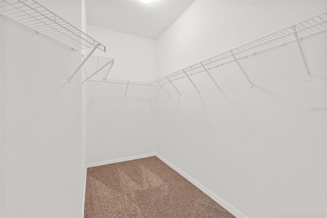 walk in closet with carpet flooring