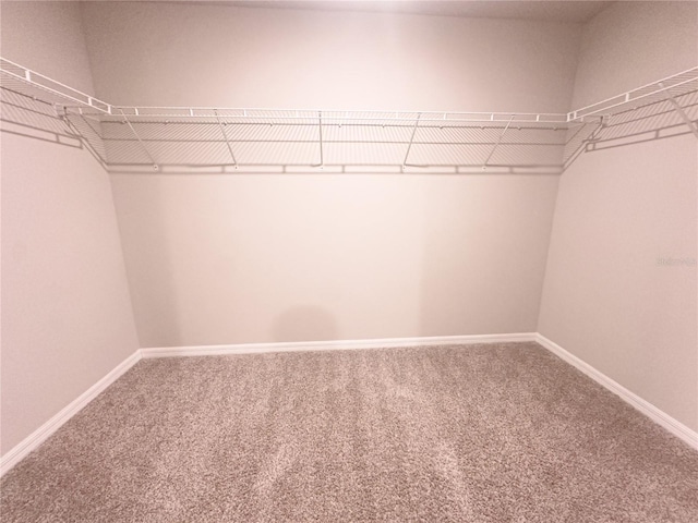 spacious closet with carpet