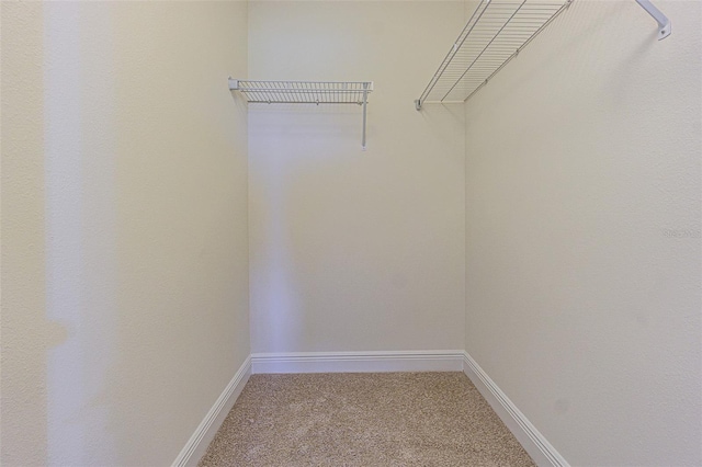 5709 White Trillium Loop, Land O Lakes, FL 34639 - walk in closet with carpet flooring