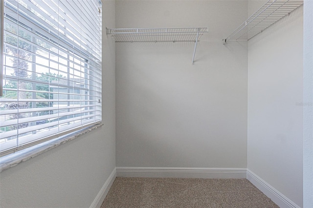 5709 White Trillium Loop, Land O Lakes, FL 34639 - spacious closet featuring carpet flooring
