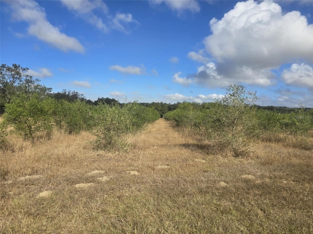 view of local wilderness