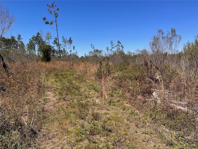 Bethlehem Rd, Cottondale, FL 32431 - photo 16
