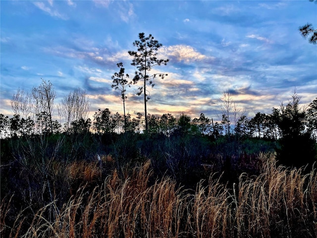 Bethlehem Rd, Cottondale, FL 32431 - photo 18
