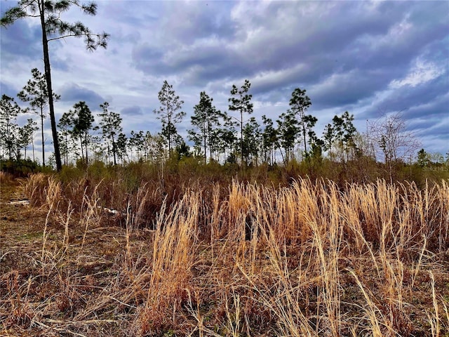 Bethlehem Rd, Cottondale, FL 32431 - photo 19