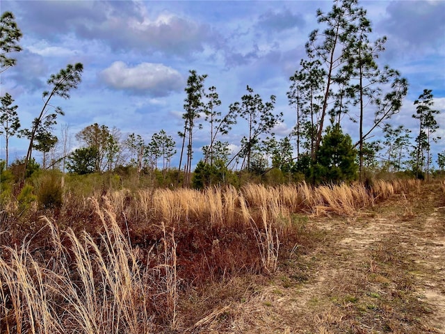 Bethlehem Rd, Cottondale, FL 32431 - photo 22